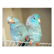 Pacifif Parrotlets Love Bird Companionsフォトアート