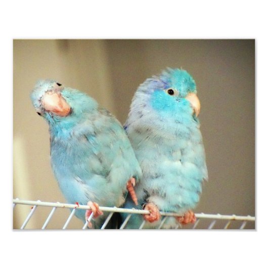 Pacifif Parrotlets Love Bird Companionsフォトアート フォトプリント (正面)