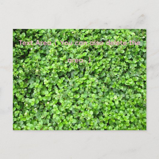 Packed with greenery ポストカード (正面)