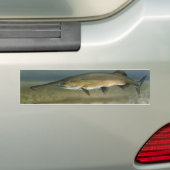 Paddlefish バンパーステッカー (車上)