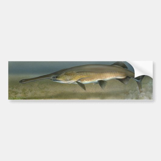 Paddlefish バンパーステッカー (正面)