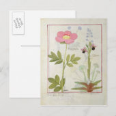 PaeoniaまたはPeony、およびOrchis myanthos ポストカード (正面/裏面)