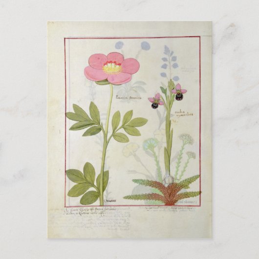 PaeoniaまたはPeony、およびOrchis myanthos ポストカード (正面)