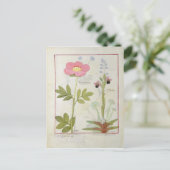 PaeoniaまたはPeony、およびOrchis myanthos ポストカード (スタンド正面)