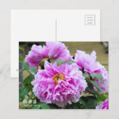 Paeonia ‘Kamata-fuji’ ポストカード (正面/裏面)