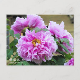 Paeonia ‘Kamata-fuji’ ポストカード