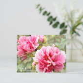Paeonia lactiflora ‘Shintouen’ ポストカード (スタンド正面)