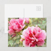 Paeonia lactiflora ‘Shintouen’ ポストカード (正面/裏面)