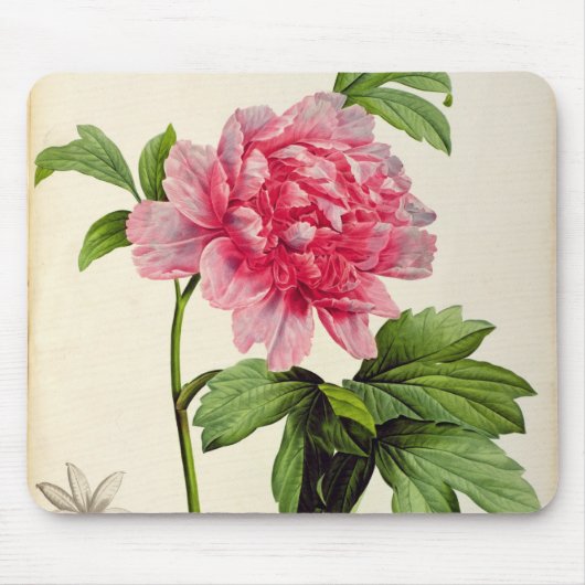 Paeonia Moutan、c.1799 マウスパッド (正面)