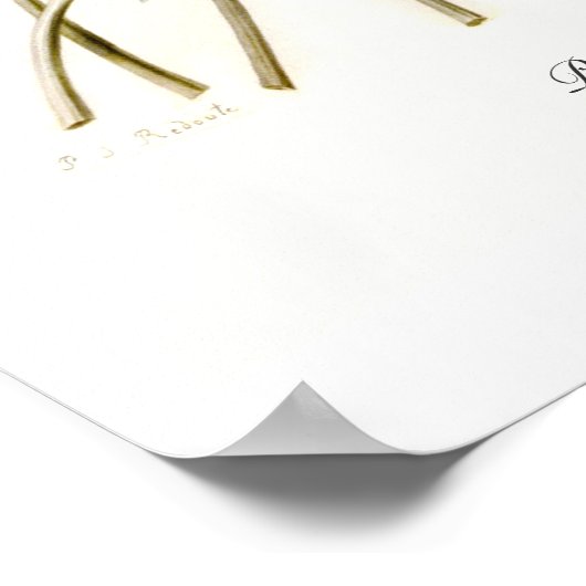 Paeonia officinalis ポスター (角)