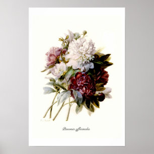 Paeonia officinalis ポスター