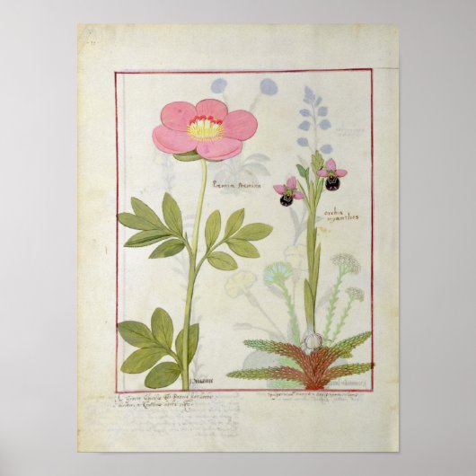 Paeonia or Peony, and Orchis myanthos ポスター (正面)