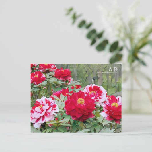 Paeonia ‘Shima-nishiki’ ポストカード (スタンド正面)