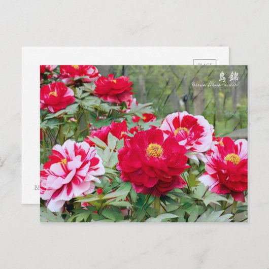 Paeonia ‘Shima-nishiki’ ポストカード (正面/裏面)
