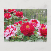 Paeonia ‘Shima-nishiki’ ポストカード (正面)