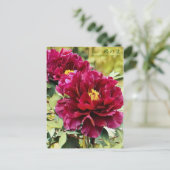 Paeonia suffruticosa ‘Isono-nami’ ポストカード (スタンド正面)
