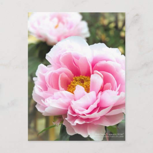 Paeonia“Tamahuyou” ポストカード (正面)