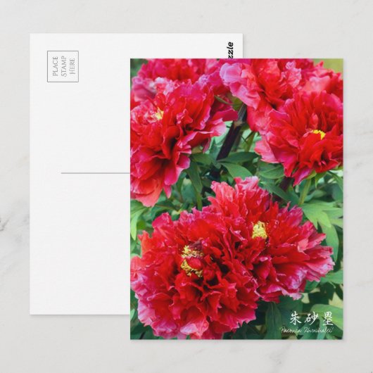 Paeonia ‘Zhushalei’ ポストカード (正面/裏面)