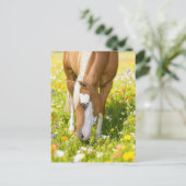 Paint horse in the wildflower meadow ポストカード (スタンド正面)