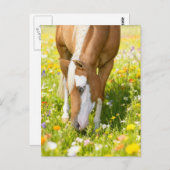 Paint horse in the wildflower meadow ポストカード (正面/裏面)