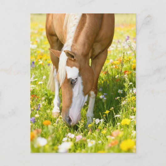 Paint horse in the wildflower meadow ポストカード (正面)
