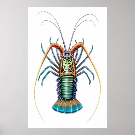Painted Spiny Lobster Poster ポスター (正面)