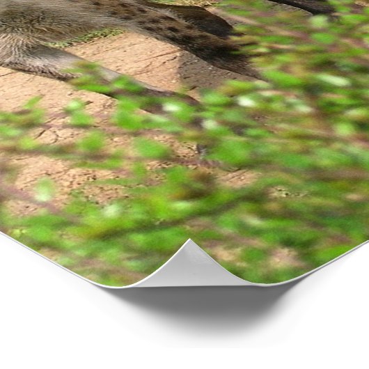 Pair of Hyenas Poster ポスター (角)