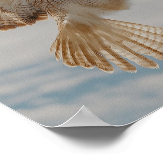 Pair of red-tailed hawks in courtship dance ポスター (角)