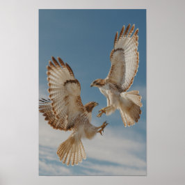 Pair of red-tailed hawks in courtship dance ポスター
