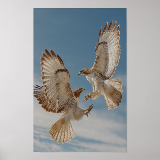 Pair of red-tailed hawks in courtship dance ポスター (正面)