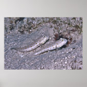 Pair of Shrimp Gobies ポスター (正面)