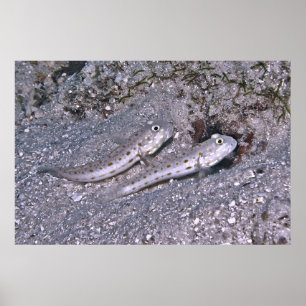 Pair of Shrimp Gobies ポスター