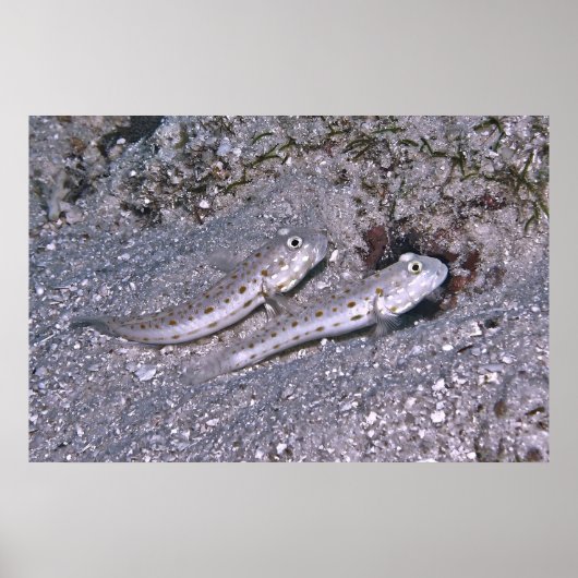 Pair of Shrimp Gobies ポスター (正面)