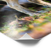 Pair of Wolvesフォトプリント フォトプリント (角)