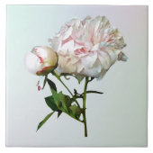 Pale Pink Peony and Bud タイル (正面)