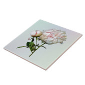 Pale Pink Peony and Bud タイル (側面)