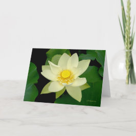 Pale yellow floating waterlily カード