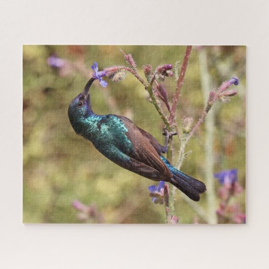 Palestine Sunbird, National Bird Wildlife Poster ジグソーパズル (横)