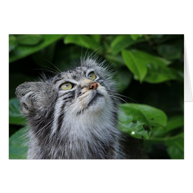 Pallasの猫 (正面横)