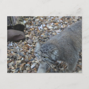 Pallas Cat (Manul)動物園での写真 ポストカード
