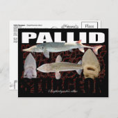Pallid Sturgeon-Collage – ポストカード (正面/裏面)