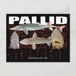Pallid Sturgeon-Collage – ポストカード