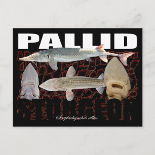 Pallid Sturgeon-Collage – ポストカード
