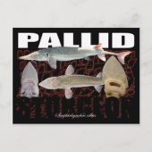 Pallid Sturgeon-Collage – ポストカード (正面)