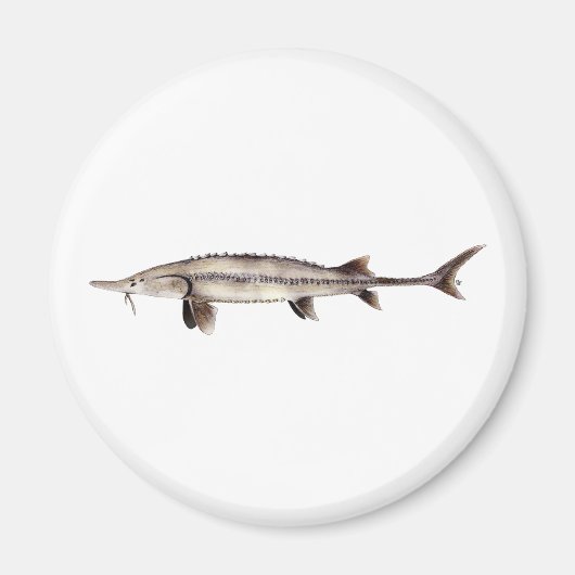 Pallid Sturgeon - Scaphirhynchus albus マグネット (正面)
