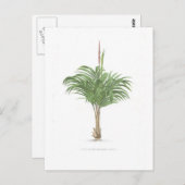 Palmスケッチコレクション ポストカード (正面/裏面)