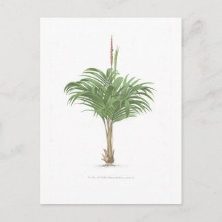 Palmスケッチコレクション ポストカード