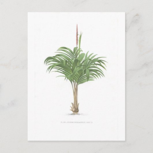 Palmスケッチコレクション ポストカード (正面)