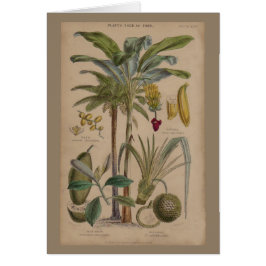 Palm Antique Tropical Fruit Botanical Art