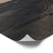 Palm Tree、撮影:Joe Dantone ポスター (角)